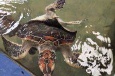 Kosgoda Sea Turtle Conservation Project-科斯戈德