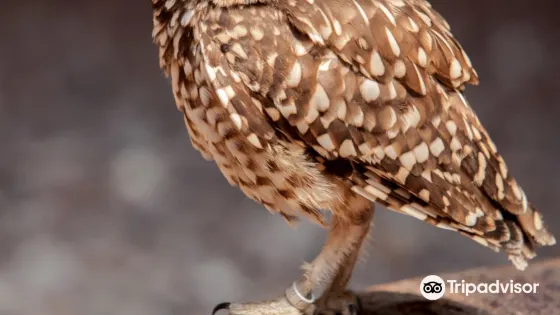 Walks With Hawks