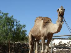 Camel Park-阿罗纳