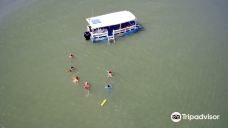 Jangalancha Show-纳塔尔