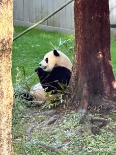 国家动物园-华盛顿