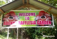 Adenna Rafflesia Garden景点图片