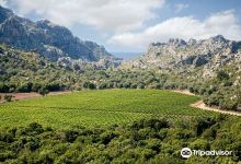 Vinyes Mortitx购物图片