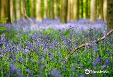 Hallerbos - ‘'The Blue Forest’'景点图片