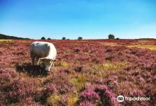 Goois Natuurreservaat景点图片