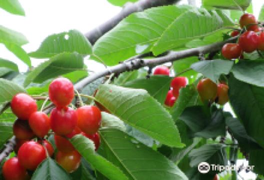 山本观光果园景点图片