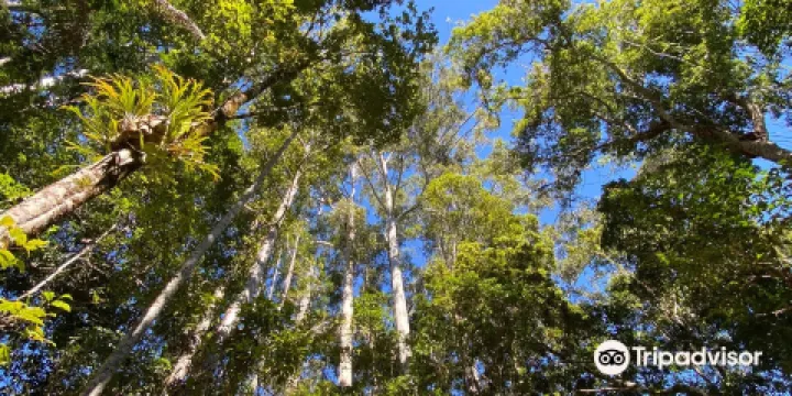 中央車站熱帶雨林