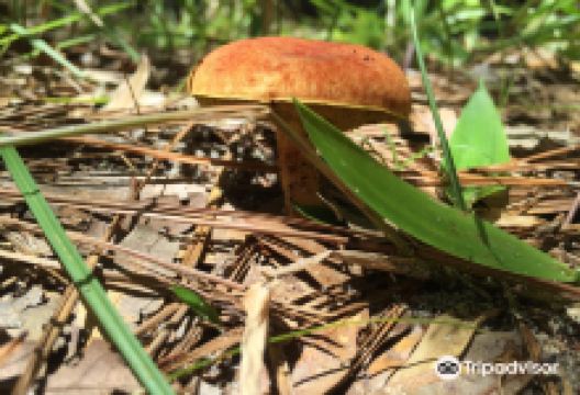 Buxton Woods Coastal Reserve景点图片