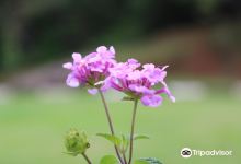 Parque Natural Francisco Affonso de Mello景点图片