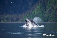 Seward Ocean Excursions-西沃德