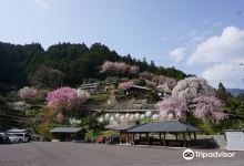 Oishike's Weeping Cherry Blossoms景点图片