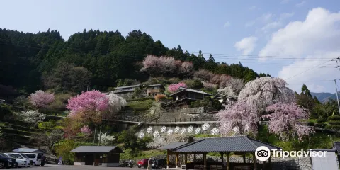 Oishike's Weeping Cherry Blossoms