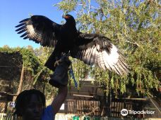 Eagle Encounters, Stellenbosch, South Africa-斯泰伦布什