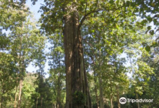 Sak Yai Forest Park景点图片
