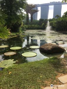 Victoria Lily Pond-新加坡