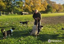 Working Sheepdogs景点图片