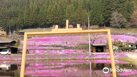 國田家の芝桜