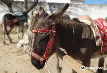 Los burros de Juanino景点图片
