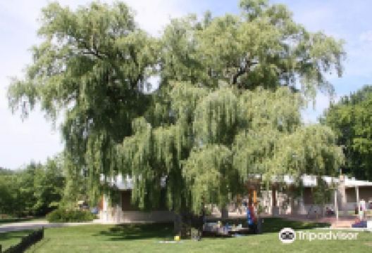 Coronation Park景点图片