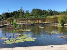 The Tropic of butterfly-埃尔讷