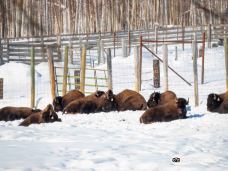 Large Animal Research Station-科利奇