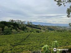 Doka Estate Costa Rica Coffee Tour & Plantation-阿拉胡埃拉