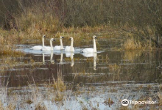 Somenos Marsh Wildlife Society景点图片