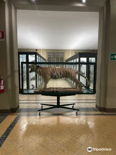 生物标本博物馆-博洛尼亚