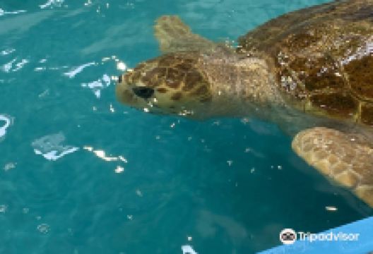 The Karen Beasley Sea Turtle Rescue and Rehabilitation Center景点图片