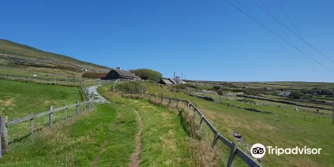 Dingle Sheepdogs Demonstrations & Trials