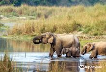 Chitwan Jungle Safari景点图片