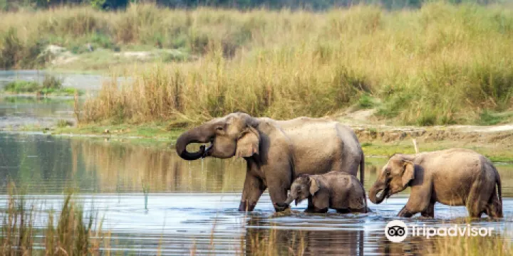 Chitwan Jungle Safari
