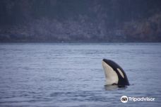 Seward Ocean Excursions-西沃德