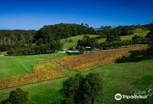 Waratah Hills Vineyard景点图片