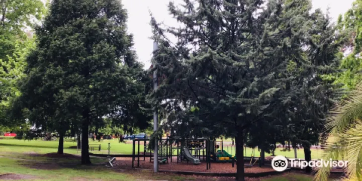 Sir Isaac Isaacs Palm Tree