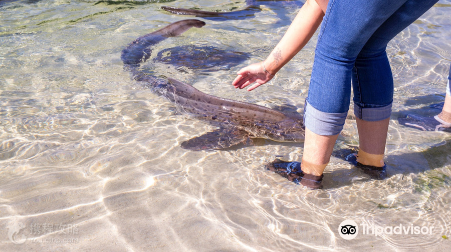 Irukandji Shark & Ray Encounters