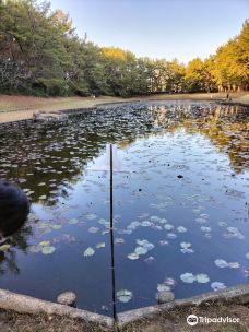 Misogi Pond-宫崎