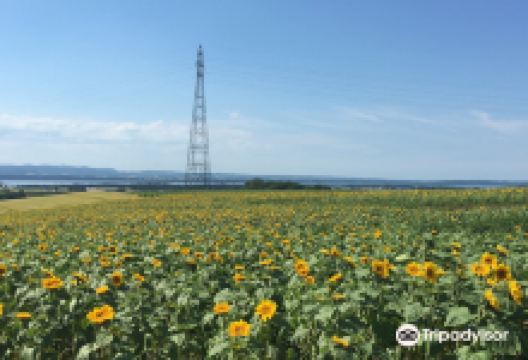 朝日丘公园景点图片