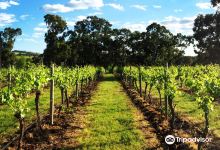 Moorooroo Park Vineyards景点图片