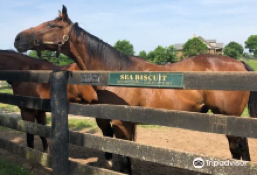 Old Friends at Dream Chase Farm景点图片