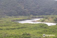 Mangrove Observatory-奄美市