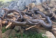 Snake Park景点图片