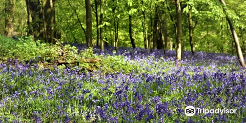 Saltwells Local Nature Reserve
