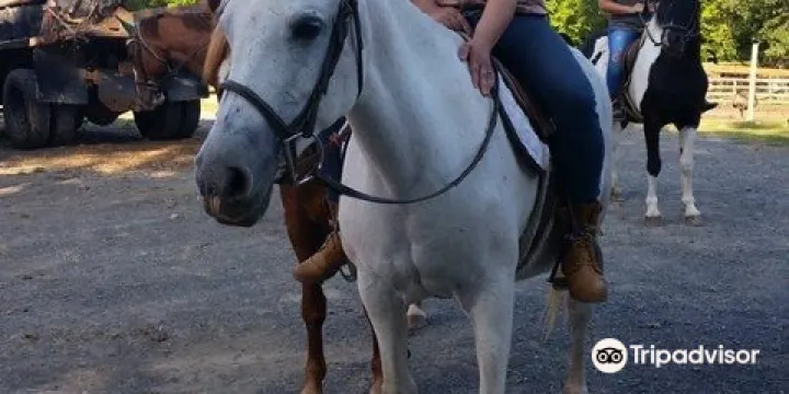 My Saddle Brook Farm