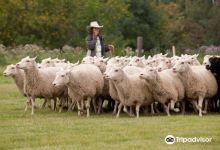 Visit the Sheep in Fort Saskatchewan景点图片