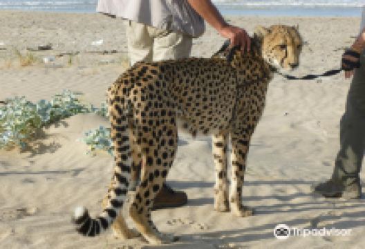 Cheetah Outreach景点图片