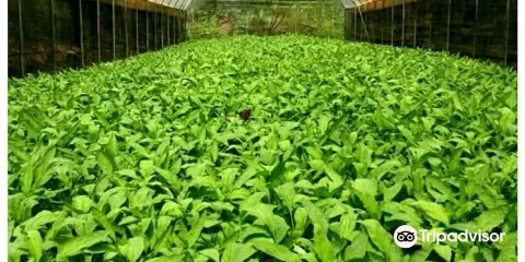 螢火蟲健康蔬菜農場