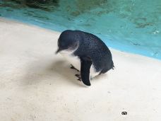 Kangaroo Island Penguin Centre-袋鼠岛