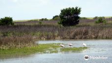 Cedar Island National Wildlife Refuge-拉合尔