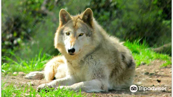 Wolf Haven International